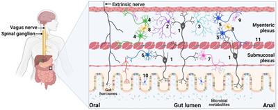 The enteric nervous system deficits in autism spectrum disorder